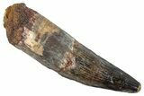 Fossil Spinosaurus Tooth - Real Dinosaur Tooth #348602-1